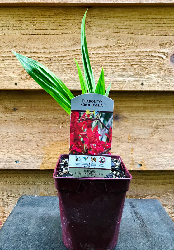 Crocosmia &#39;Diablito&#39; QT