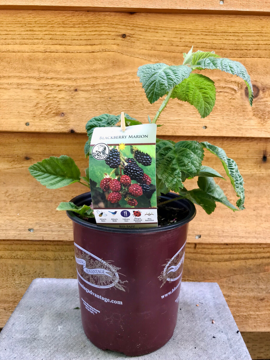 Marionberry, Rubus x. Marionberry 1gal