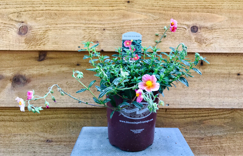 Sun Rose, Helianthemum &#39;Ben Ledi&#39; 1gal