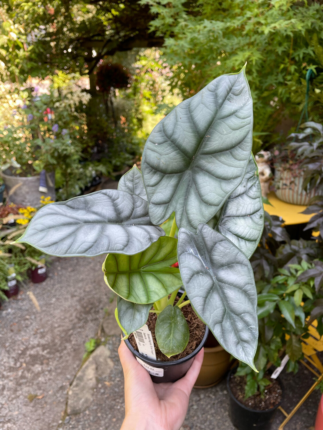 Alocasia baginda &#39;Silver Dragon&#39; 4&quot;