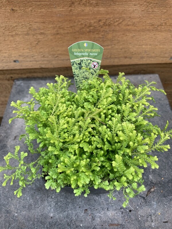 Spike Moss, Selaginella kraussiana &#39;Aurea&#39; 4&quot;