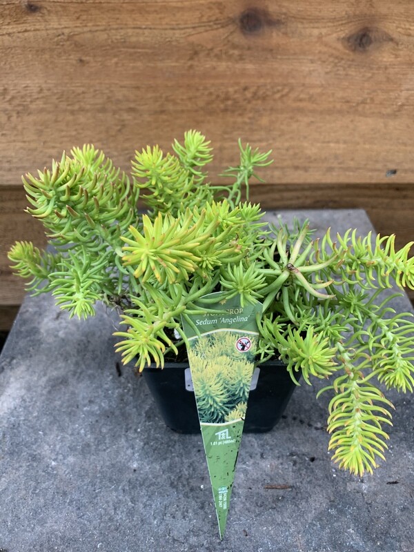 Sedum rupestre &#39;Angelina&#39; 4&quot;