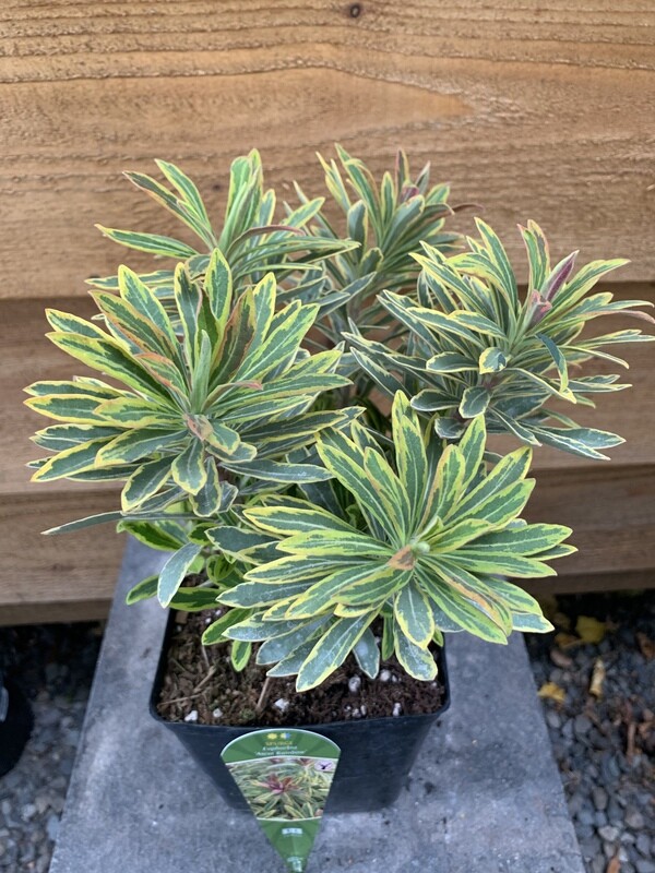 Euphorbia &#39;Ascot Rainbow&#39; 1gal