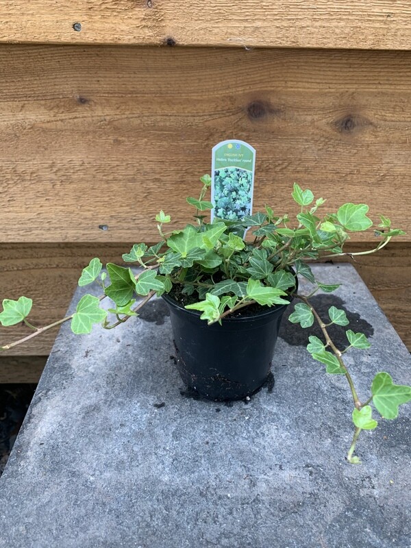 English Ivy, Hedera helix &#39;Duckfoot&#39; 4&quot;