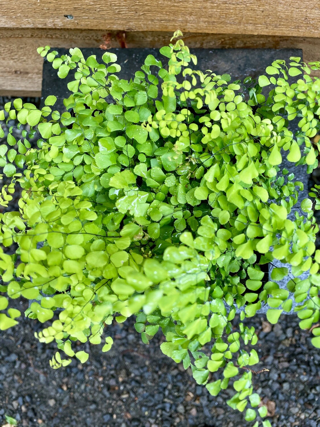Fern - Himalayan Maidenhair,  Adiantum venustum 1gal