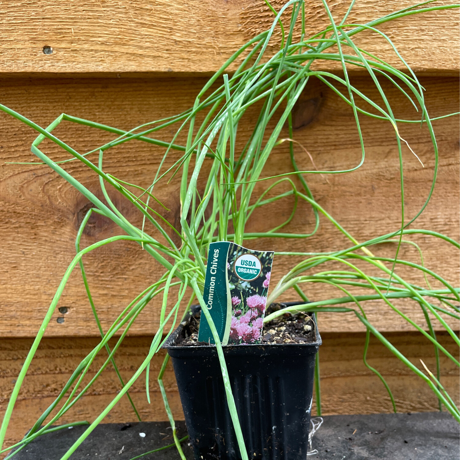 Chives 4&quot;