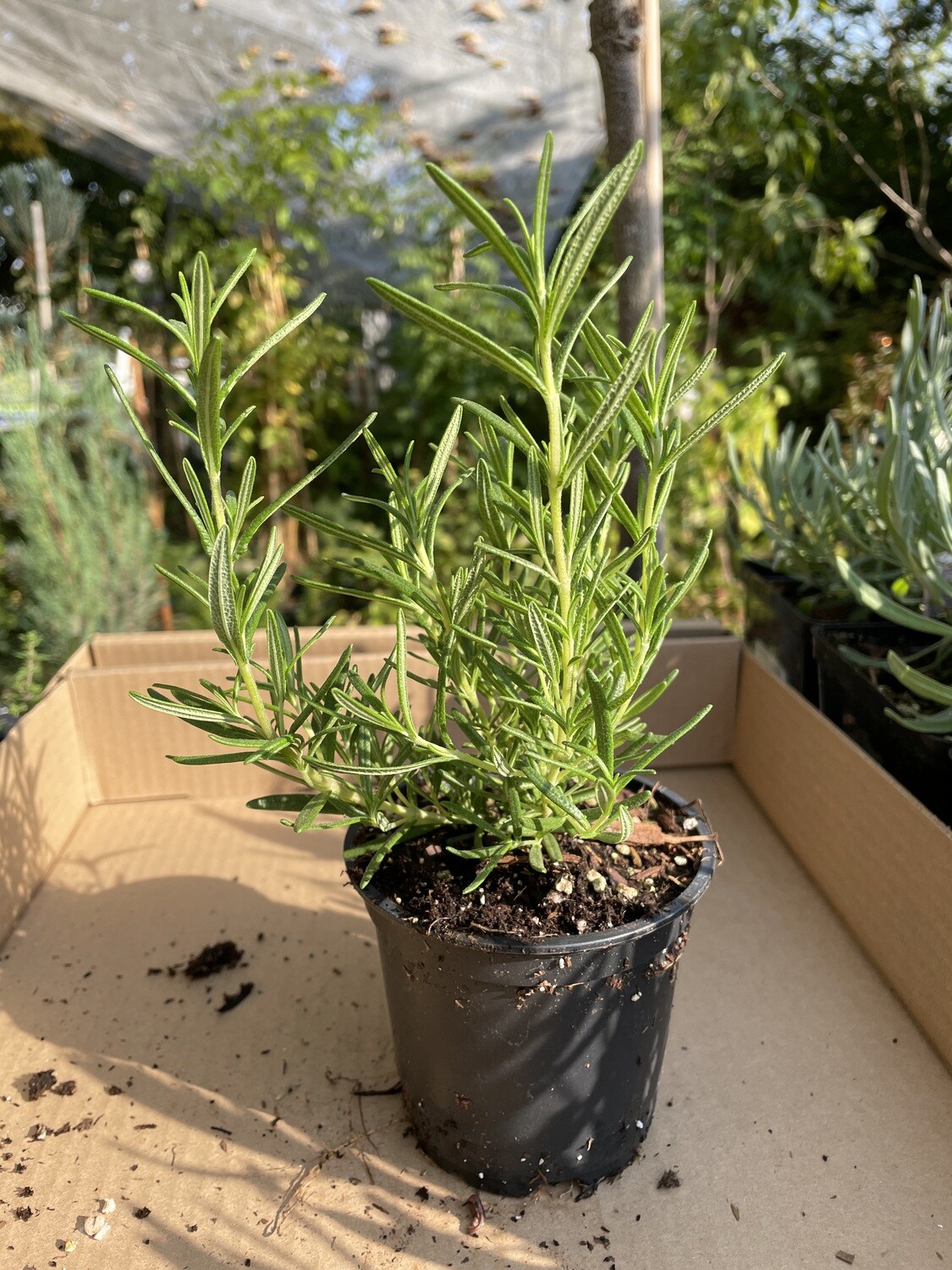 Rosemary &#39;Tuscan Blue&#39; 4&quot;