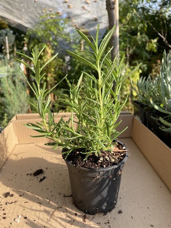 Rosemary &#39;Tuscan Blue&#39; 4&quot;