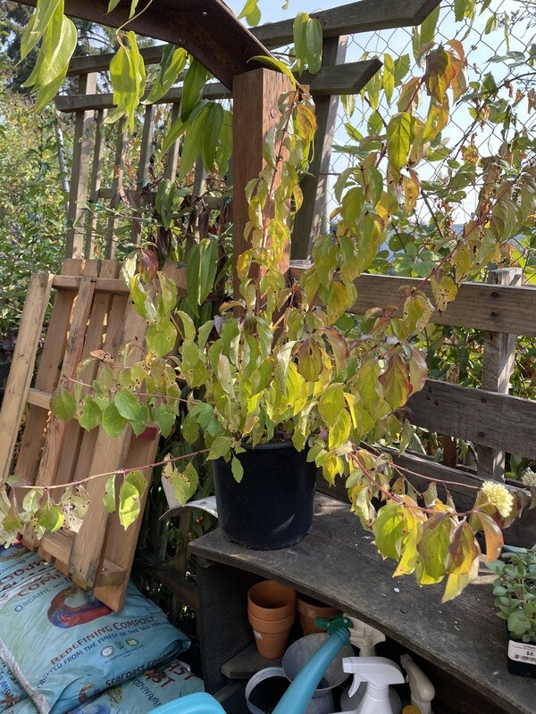 Red Twig Dogwood, Cornus &#39;Midwinter Fire&#39; 2gal