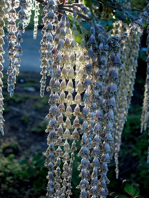 Silk Tassel, Garrya elliptica 1gal