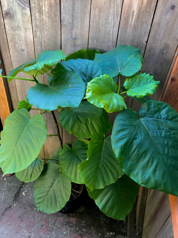 Ficus umbellata 10&quot;