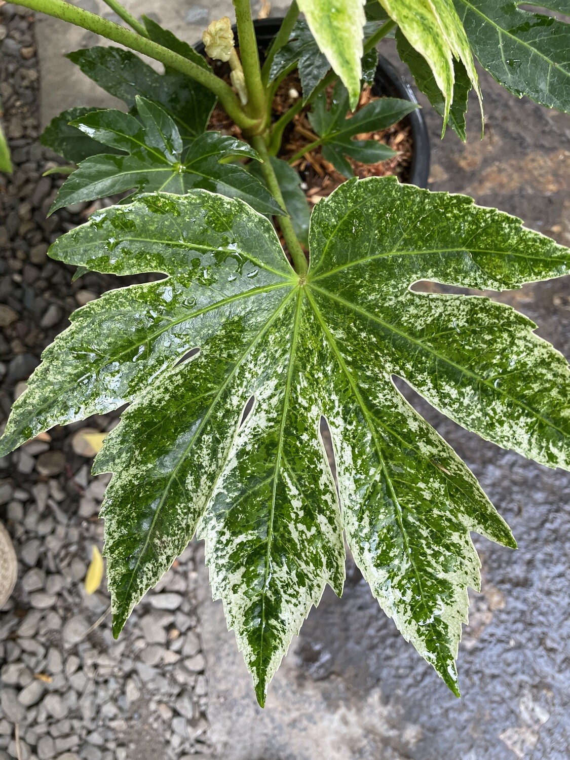 Fatsia japonica &#39;Spider&#39;s Web&#39; 1gal