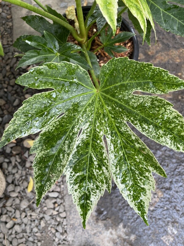 Fatsia japonica &#39;Spider&#39;s Web&#39; 1gal