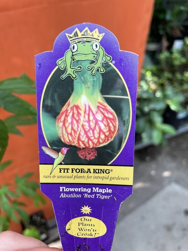 Flowering Maple, Abutilon &#39;Red Tiger&#39; 4.5&quot;