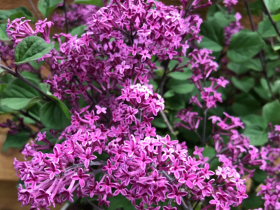 Flowering