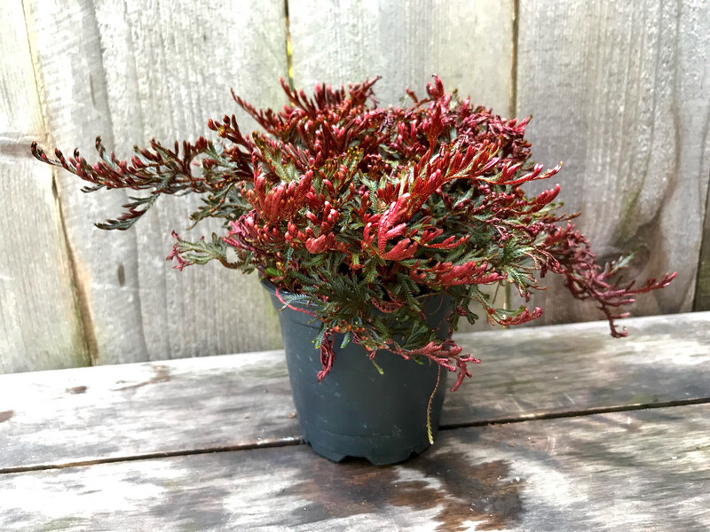 Ruby Red Spikemoss, Selaginella erythropus &#39;Sanguinea&#39; 4&quot;