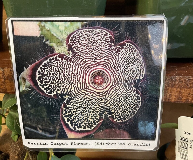 Persian Carpet Flower, Edithcolea grandis 4&quot;