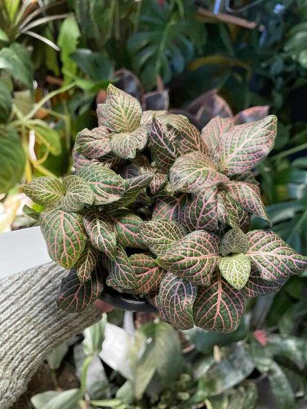 Nerve Plant, Fittonia Assorted 4&quot;