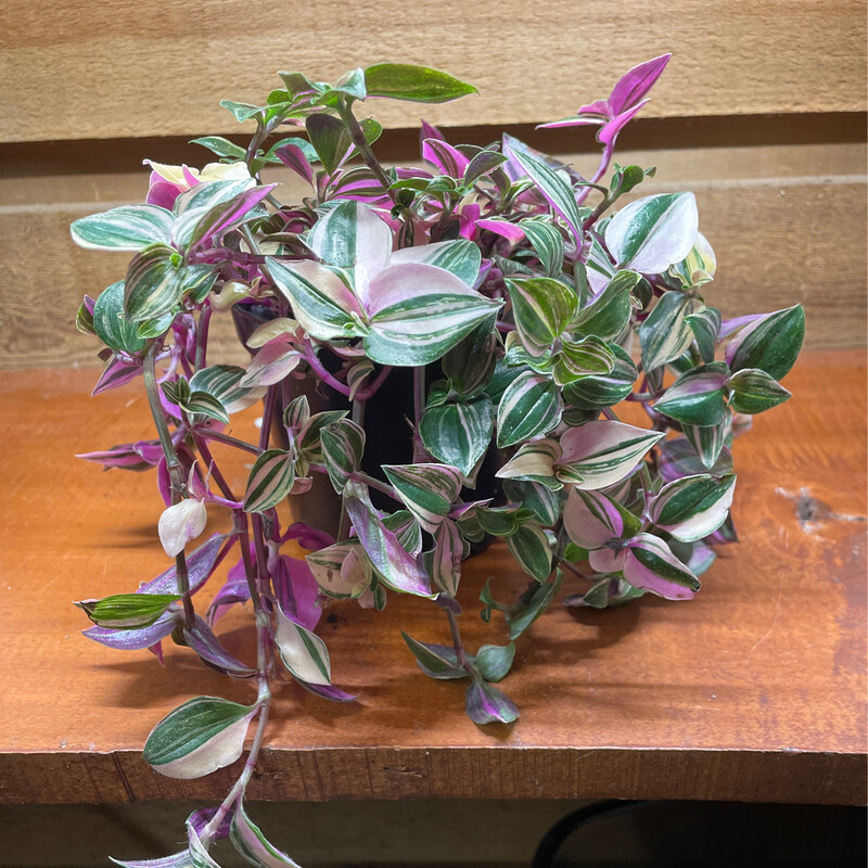 Tradescantia tricolor &#39;Pink Princess&#39; 4&quot;