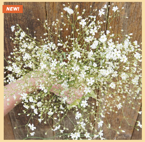 Seeds - Baby&#39;s Breath Covent Garden 1 Gram