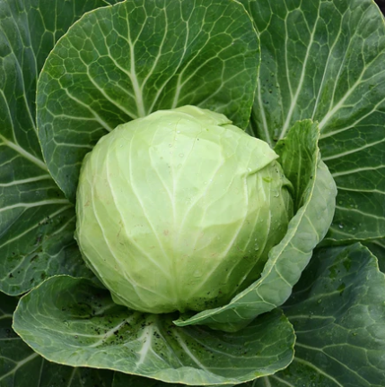 Seeds - Cabbage Katarina 1/2 Gram