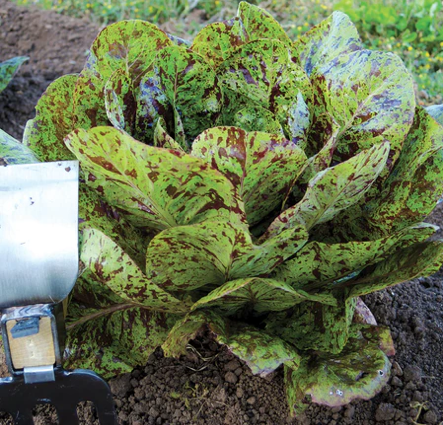 Seeds - Lettuce Flashy Trout&#39;s Back 1/2 Gram Organic
