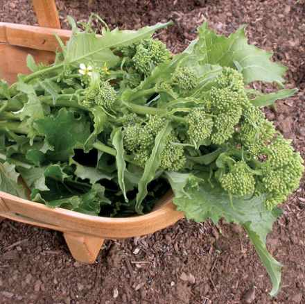 Seeds - Broccoli Sorrento Raab 1/2 gram