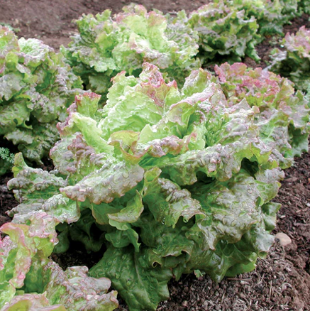 Seeds - Lettuce Drunken Woman Frizzy Headed 1/2 Gram Organic