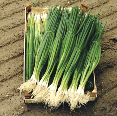 Seeds - Onion Parade 1/2 Gram Organic