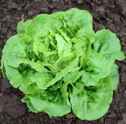 Seeds - Lettuce Buttercrunch 1 Gram