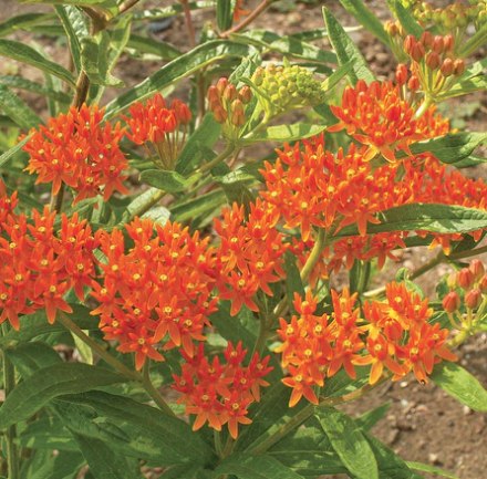Seeds - Milkweed Butterfly Milkweed 1/4 Gram