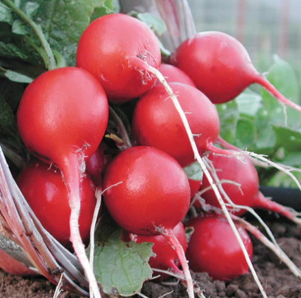 Seeds - Radish Cherry Belle 3 Grams
