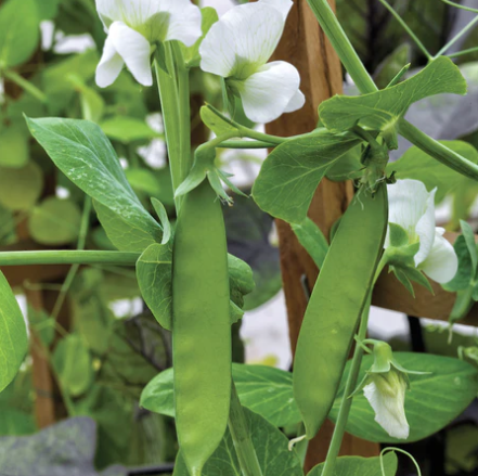 Seeds - Peas Little Snowpea White