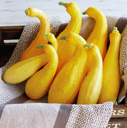 Seeds - Squash Summer Yellow Crookneck 3 Grams