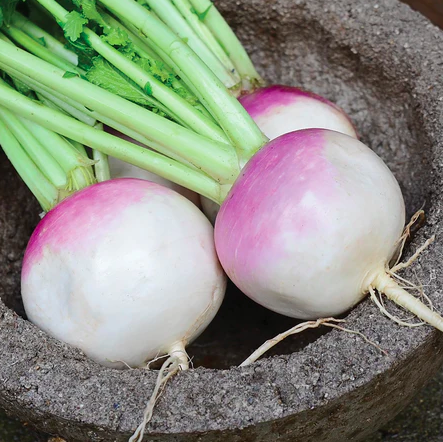 Seeds - Turnip Purple Top White Globe 2 Grams
