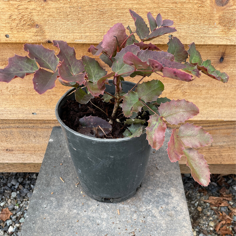 Creeping Oregon Grape, Mahonia repens 1gal