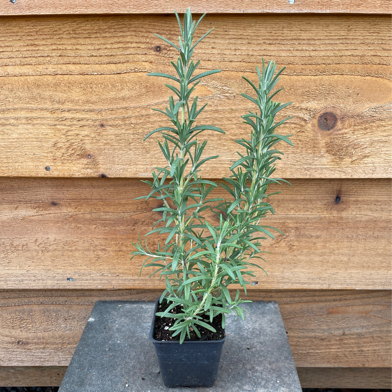 Rosemary &#39;Arp&#39; 4&quot;