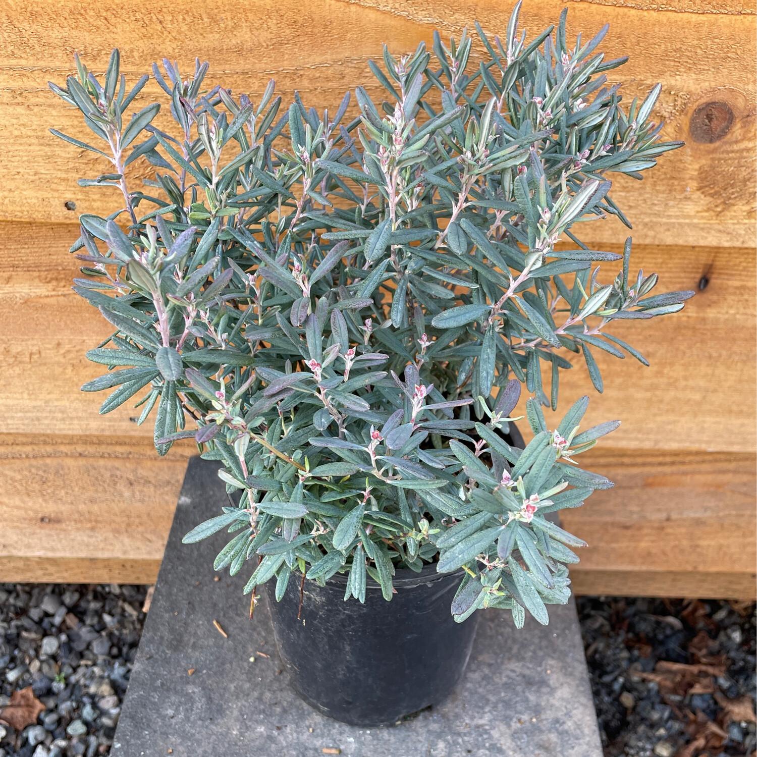 Bog Rosemary, Andromeda polifolia &#39;Blue Ice&#39; 1gal
