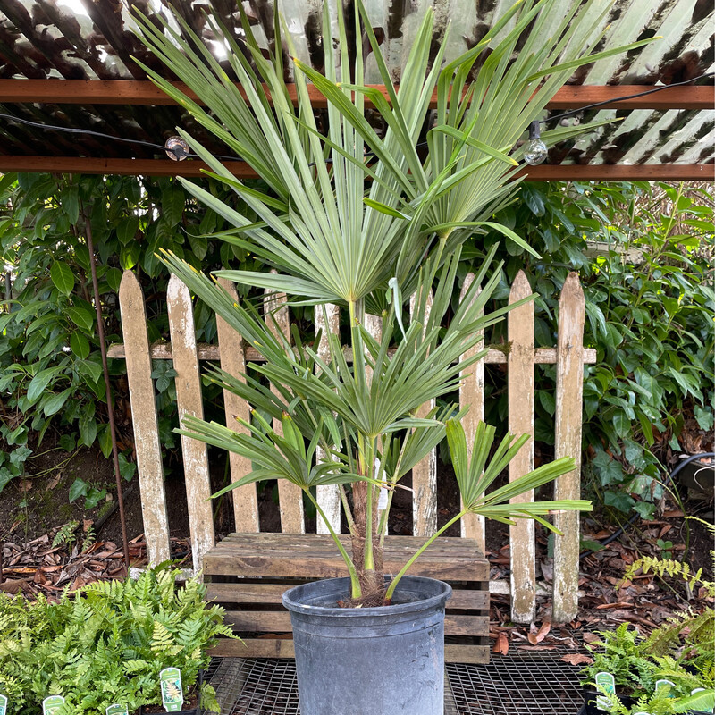 Chinese Windmill Palm, Trachycarpus fortunii 5gal