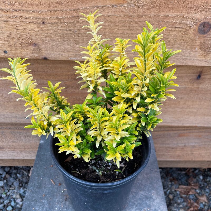 Euonymus m. &#39;Butterscotch&#39; 1gal