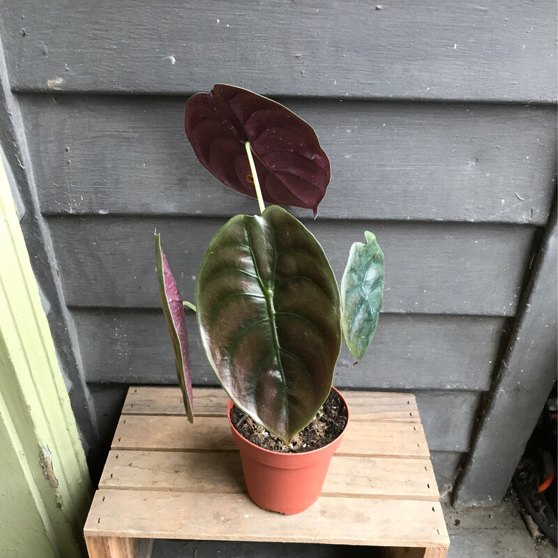 Alocasia cuprea &#39;Red Secret&#39; 4&quot;