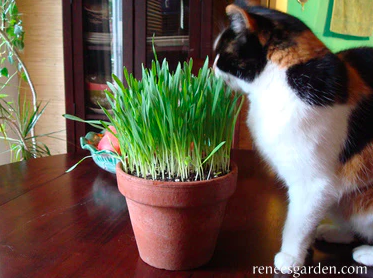 Seeds - Cat Grass Kitty Queen Mix Organic