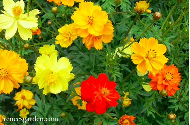 Seeds - Cosmos Little Ladybirds