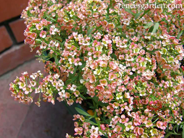 Seeds - Alyssum Summer Peaches