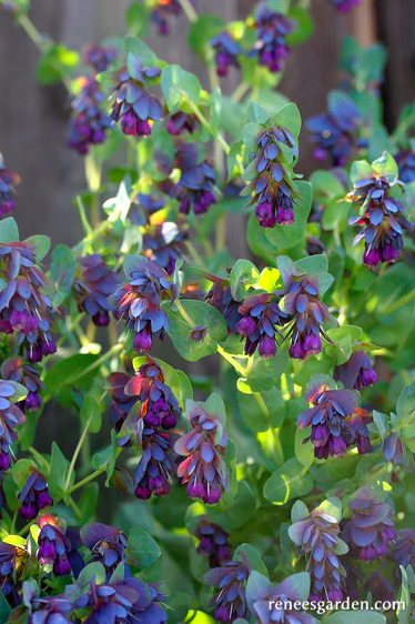 Seeds - Cerinthe Pride of Gibraltar