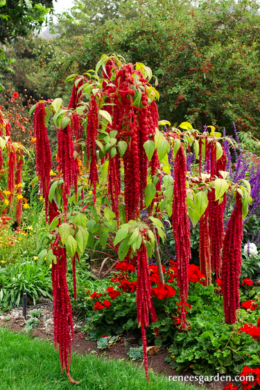 Seeds - Amaranth Love Lies Bleeding