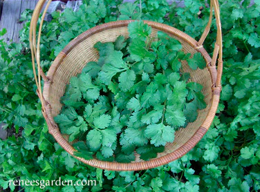 Seeds - Cilantro Organic