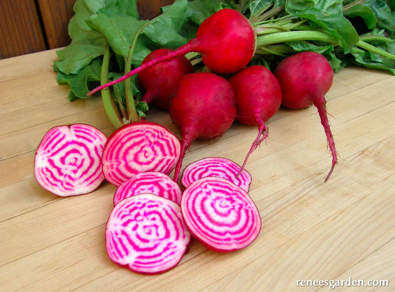 Seeds - Beet Chioggia Organic