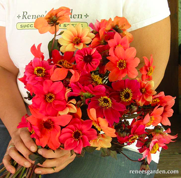 Seeds - Dahlia Blazing Saddles