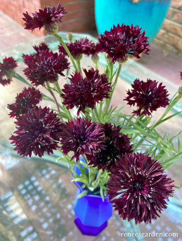 Seeds - Cornflower Velvet Dawn
